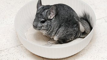 Chinchilla Is Sitting Inside White Bowl Chinchilla HD wallpaper