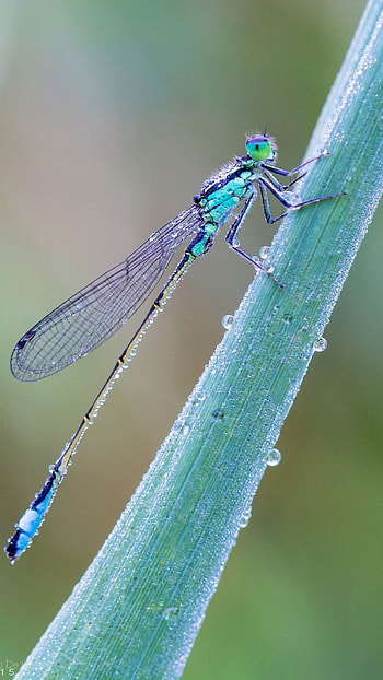 Dragonfly, Insect HD phone wallpaper
