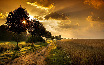 Gorgeous sunset, sunshine, weather, habitats, fauna, grass, country, beauty, twilight, clouds, trees, road, nature, flora, sunset HD wallpaper