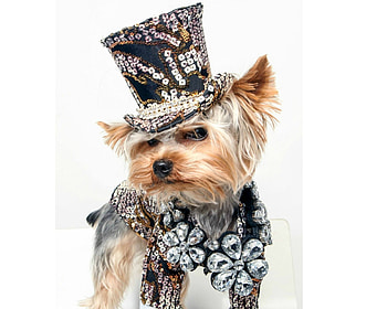 Happy New Year!, dog, animal, white, black, cute, jewel, fency, yorkshire terrier, funny, new year, caine HD wallpaper