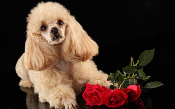 Cute dog, dog, cute, red rose, animals HD wallpaper