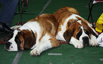Animals, Dogs, To Lie Down, Lie, Muzzle, St. Bernard, Waiting, Expectation, St. Bernards HD wallpaper