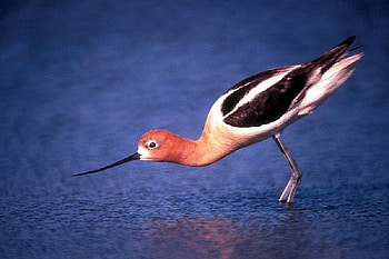 Bird in Water, in water, beautiful, bird HD wallpaper