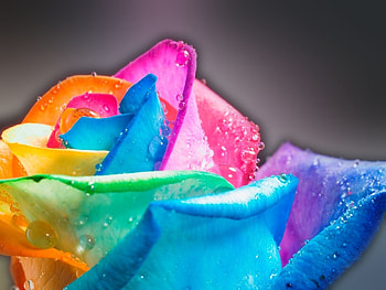 Plants, Flowers, Art, Roses, Rainbow HD wallpaper