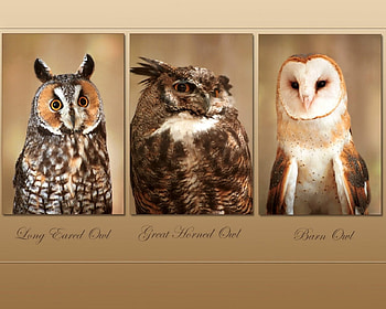 Three Wise Owls, owls, birds of prey, birds, wow HD wallpaper