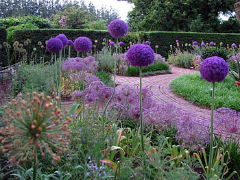Allium ( onion family ), onion, purple, pink, flower, green, garden, nature, allium HD wallpaper