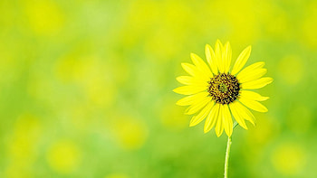 Flowers, Sun, Camomile, Flower, Polyana, Glade, Chamomile HD wallpaper