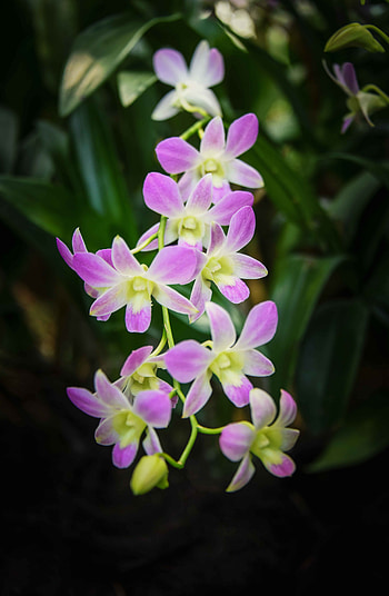 Flowers, Orchid, Singapore Orchid HD phone wallpaper