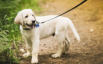 Animals, Grass, Leash, Path, Stroll, Puppy HD wallpaper
