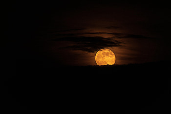 Sky, Moon, Bush, Dark, Silhouette HD wallpaper