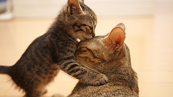 love you mom, animal, mom, love, cat HD wallpaper