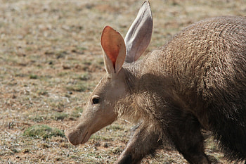 Aardvark, Orycteropodidae family, Inaturalist canada, Biodiversity HD wallpaper