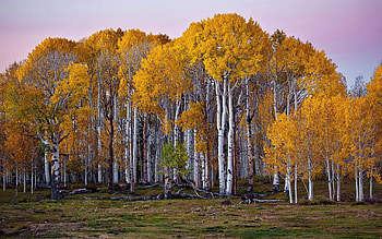 Hvtmrk birch tree , Elegant aesthetics, Nature's charm, Captivating beauty HD wallpaper