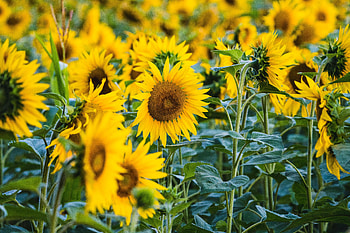 Flowers, Flower, Petals, Field, Sunflower HD wallpaper