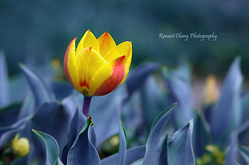 tulip-beauty, tulip, graphy, flower, colors, nature, beauty HD wallpaper
