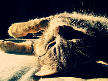 Animals, Cat, Lie, To Lie Down, Striped, Shadow, Sleep, Dream HD wallpaper