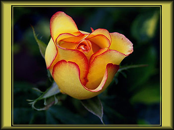 Yellow rose, rose, black, roses, graphy, flower, love, flowers HD wallpaper