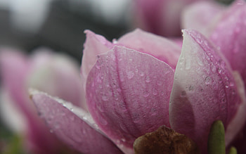 Wet magnolia , Glistening petals, Freshly bathed blooms, Nature's charm HD wallpaper