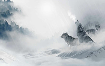 1000 best wolf Mac , Captivating visuals, Striking compositions, Mesmerizing spirit HD wallpaper