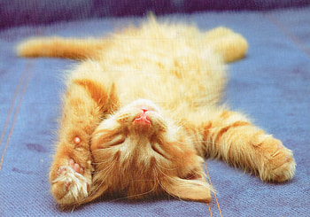 Sleeping Kitten, Cat, Sleeping, Cute, Kitten HD wallpaper
