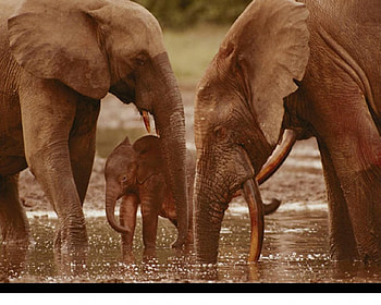 cute baby elephant, baby, elephants, water, drinking HD wallpaper