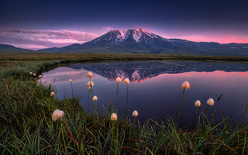 Mountain Lake Reflection, flowers, reflection, lake, mountain HD wallpaper
