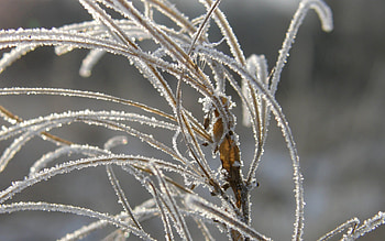 Nature, Grass, Autumn, Leaves, Ice, Hoarfrost, Frost HD wallpaper