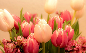 Pretty Tulips, Flowers, Nature, Tulips, pretty HD wallpaper