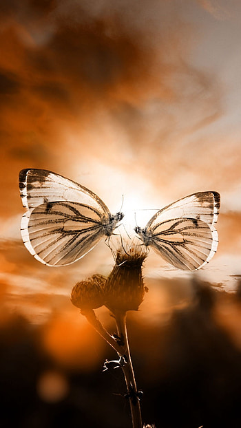 Unique, Butterfly HD phone wallpaper