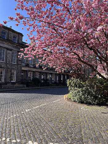 Cherry in Edinburgh, sky, pink, blossom, road_surface, nature, cherryblossom, tree, flower HD phone wallpaper