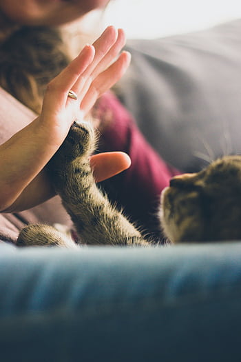 A playful moment between a cat and person, showcasing affection and bonding through a high five. HD phone wallpaper