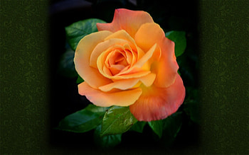 Orange Rose, rose, orange, flower, macro HD wallpaper