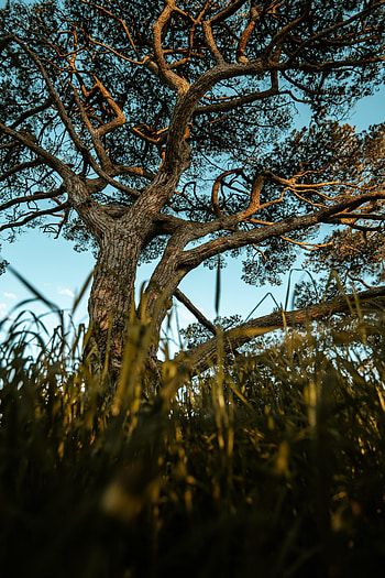 Nature, Grass, Wood, Tree, Lawn HD phone wallpaper