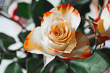 Orange tinted rose, varigated, white, roses, pretty, pale, nature, flowers, orange HD wallpaper