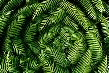 Ferns from above, view, shaped, look, fractals HD wallpaper