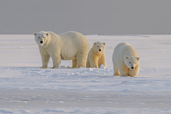 Animals, Snow, Bear, Animal, Polar Bear HD wallpaper