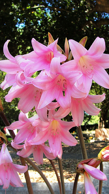 Pink Lily, Beautiful HD phone wallpaper