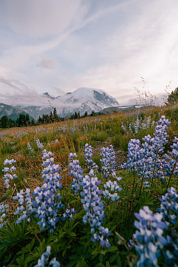 Landscape, Nature, Flowers, Mountains, Lawn HD phone wallpaper