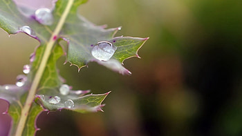 Drops, Plant, Macro, Thorns, Prickles, Dew HD wallpaper