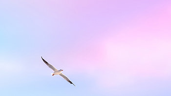 Seagull In Tranquil Sky, seagull, birds, sky, nature HD wallpaper