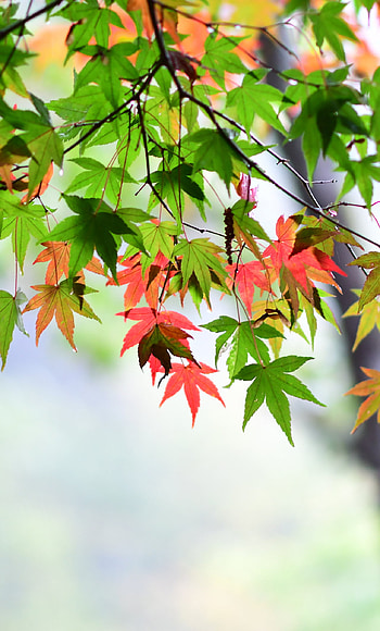Maple leaf, Spring vibes, Delicate beauty, Fresh blossoms HD phone wallpaper