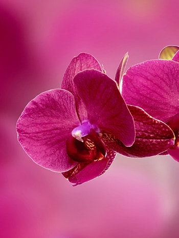 Pink orchid petals, ultra , Stunning beauty, Striking colors HD phone wallpaper