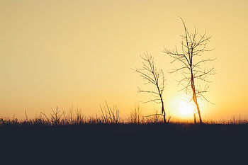 Trees, Sunset, Sun, Dark, Silhouettes, Branches HD wallpaper