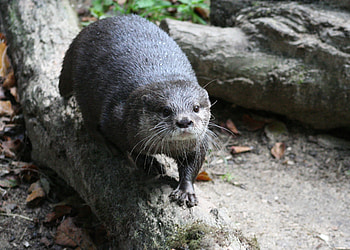 Otter wonderland, Sea Life Oberhausen's attraction, Educational experience, Explore otter habitats HD wallpaper