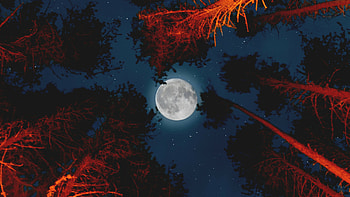 Red forest, Ultra , walls space HD wallpaper