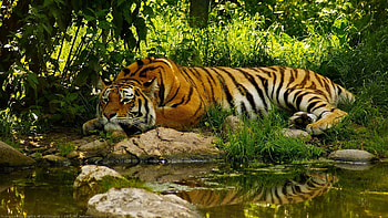 Jungle-Waterfall---Fullscreen-Mobile-Dual-- HD wallpaper