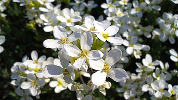 Flowers, Small, Fragile HD wallpaper