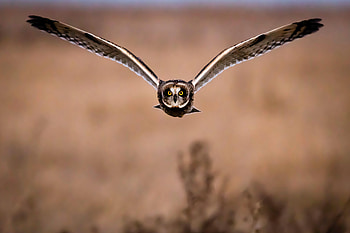 Animals, Owl, Bird, Predator, Flight, Wings HD wallpaper