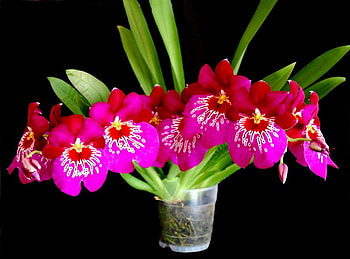 Beauty in a glass, pink, yellow, green, red, glass, flowers, beauty HD wallpaper