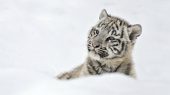 Snow, Tiger Cub HD wallpaper